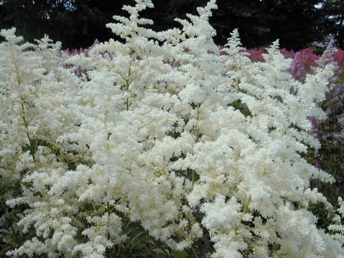 Астильба арендса белая