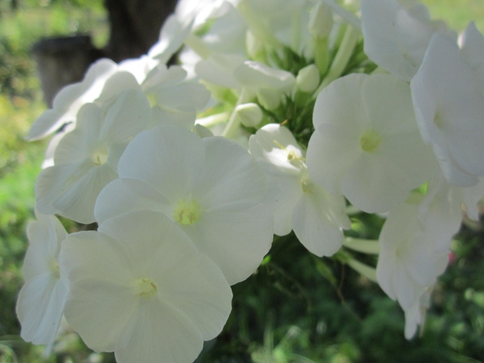 Флокс метельчатый даниэль