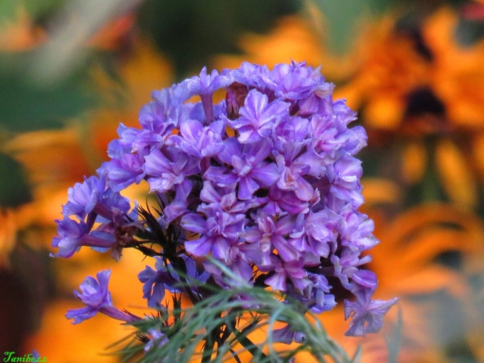 Флокс метельчатый анфиса