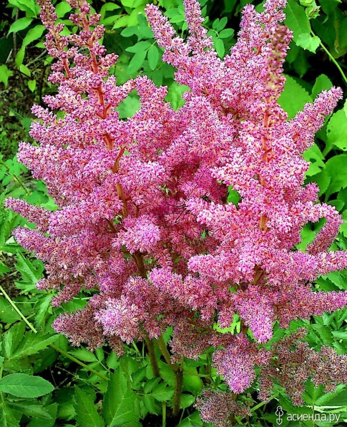 Астильба метельчатая