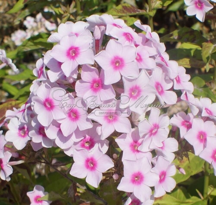 Флокс мисс холланд