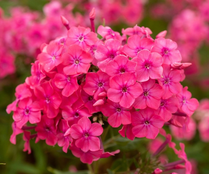 Флокс кэнди флосс