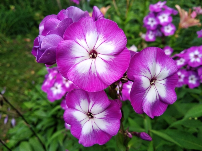 Флокс метельчатый катя