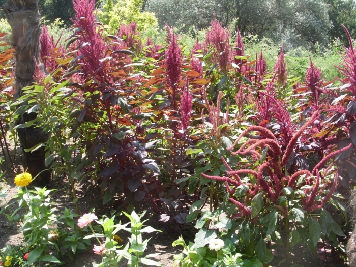 Амарант метельчатый бордовый