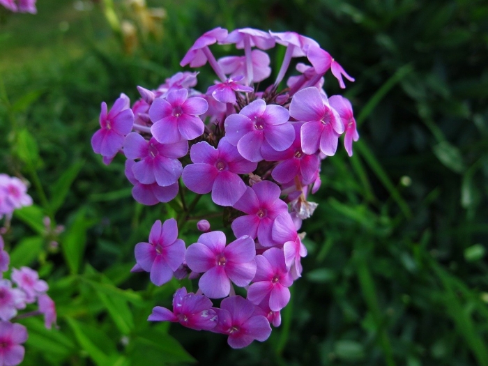 Флокс метельчатый larissa