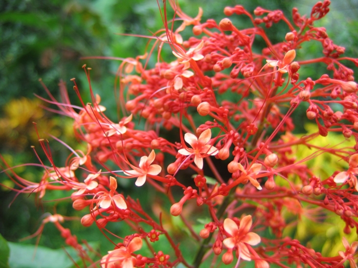Clerodendrum paniculatum