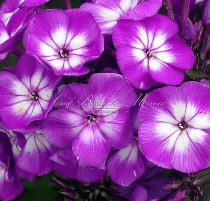 Флокс метельчатый кураж