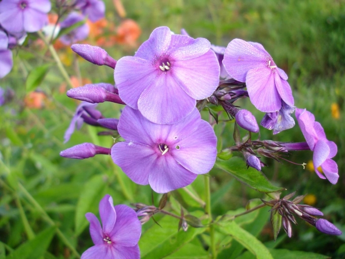 Флокс метельчатый пикассо