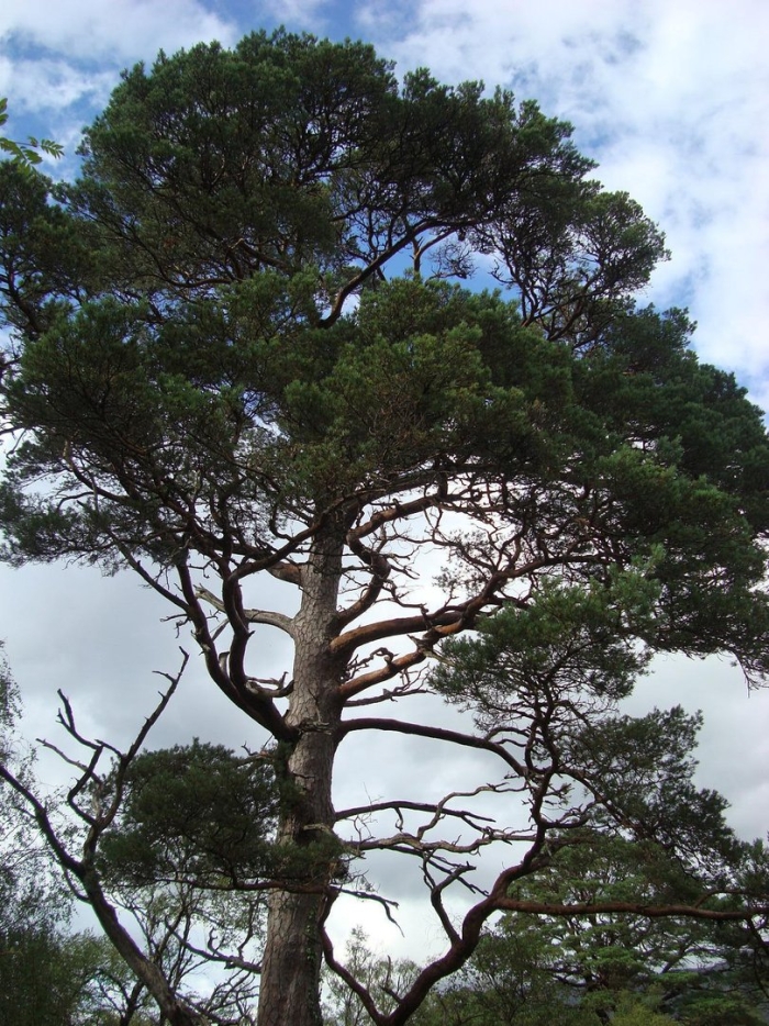 Pinus sylvestris tree