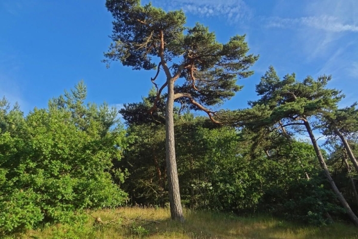 Pinus sylvestris