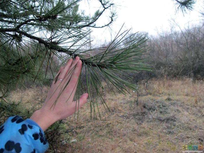Сосна обыкновенная