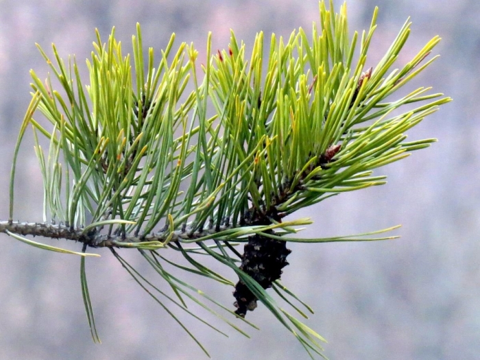 Сосна обыкновенная pinus sylvestris