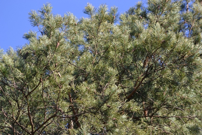 Pinus sibirica avrov