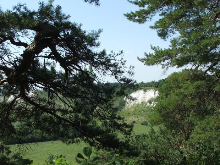 Ботанический заказник «меловые сосны»