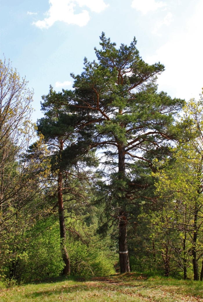 Сосна обыкновенная pinus sylvestris