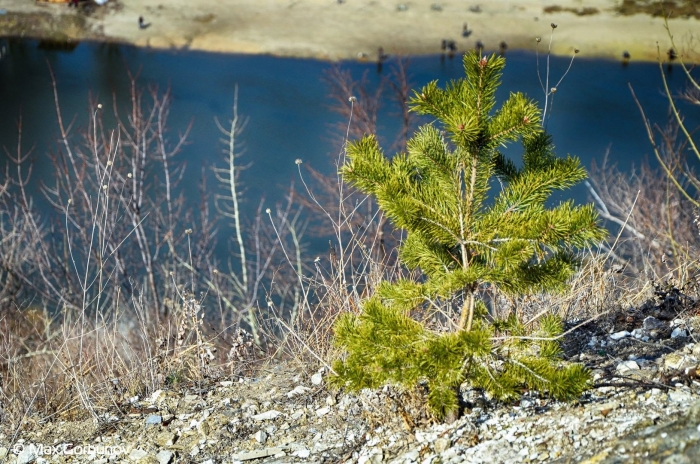 Сосна меловая ( pinus sylvestris)