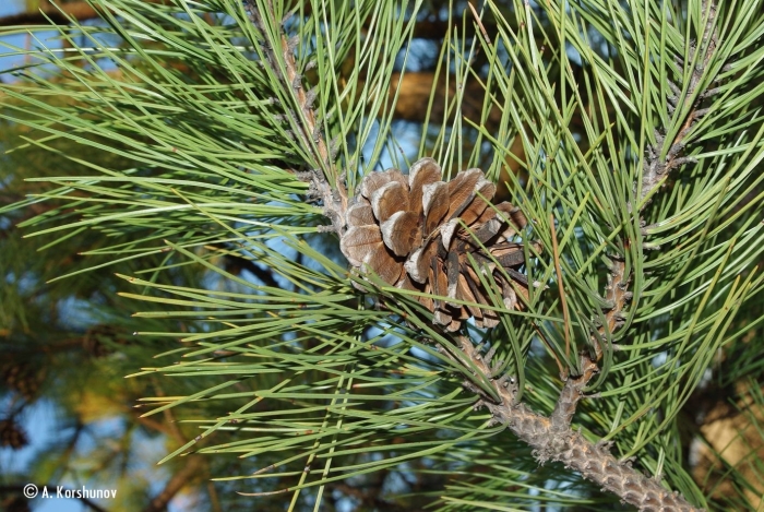 Pinus nigra 'maritima'