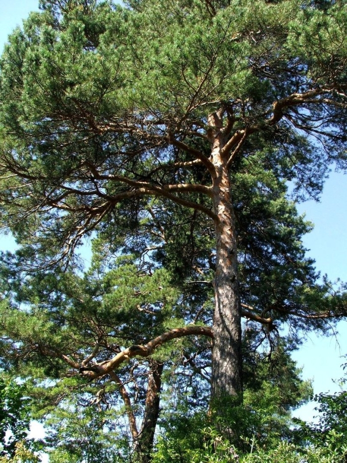 Сосна обыкновенная лат pinus sylvestris
