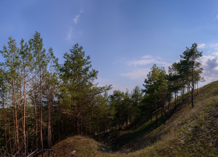 Сосновые леса