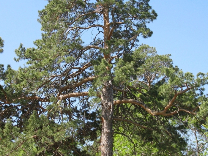 Карельская сосна дерево