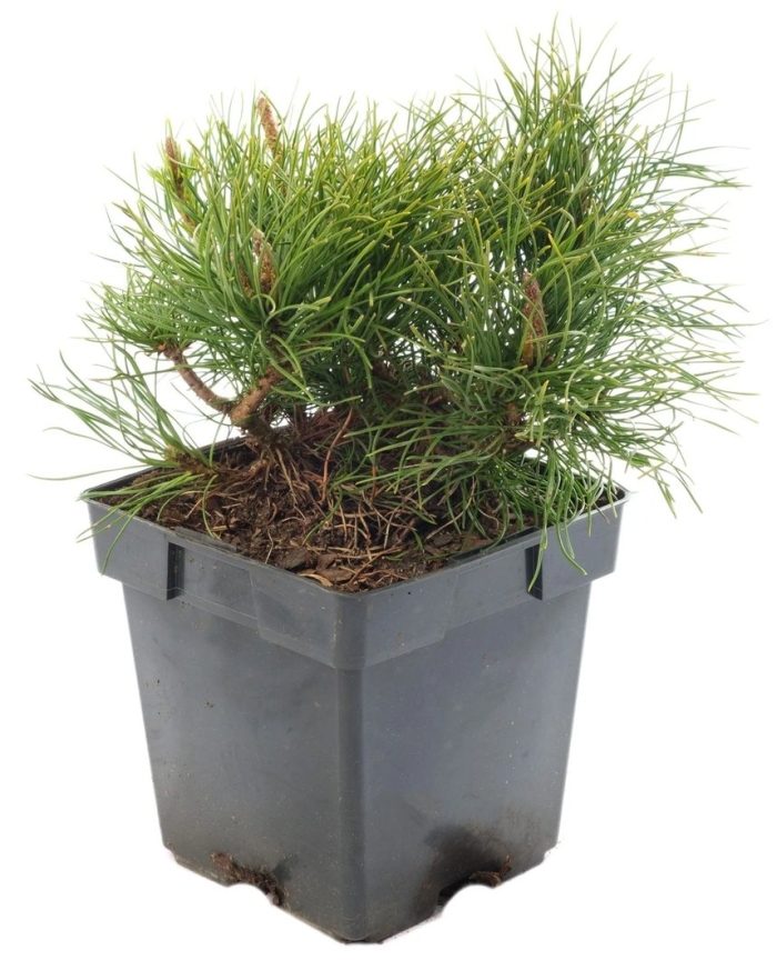 Сосна горная пумилио