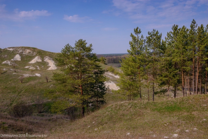 Меловая сосна белгородской области