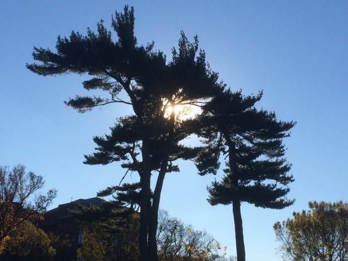 Хвойное дерево