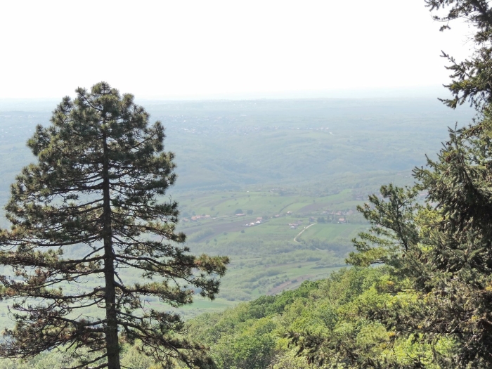 Меловая сосна хвалынский парк
