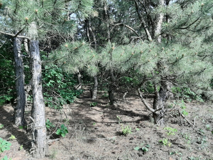 Реликтовые сосны в чернянке