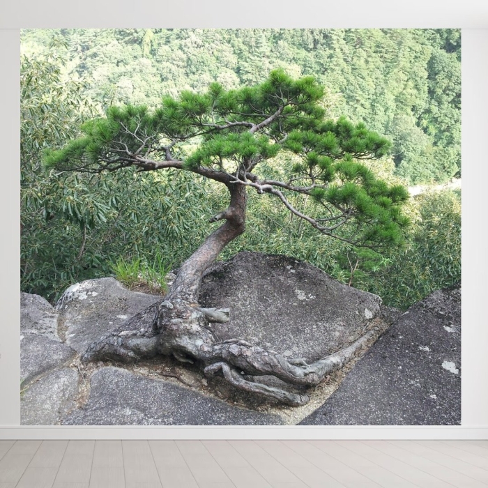 Сосна на скале