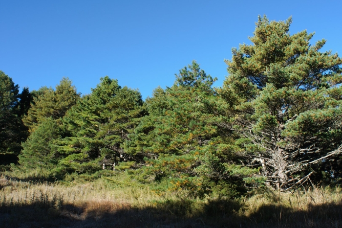 Pinus sylvestris сосна лесная