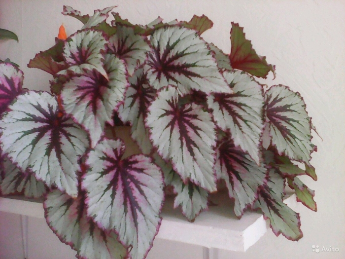 Бегония декоративнолиственная