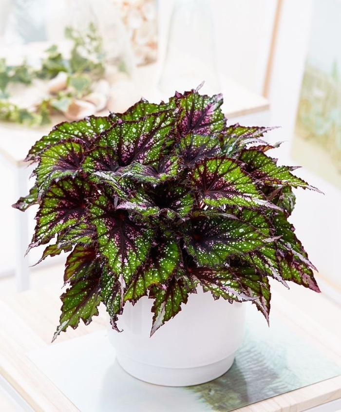 Рекс бегония