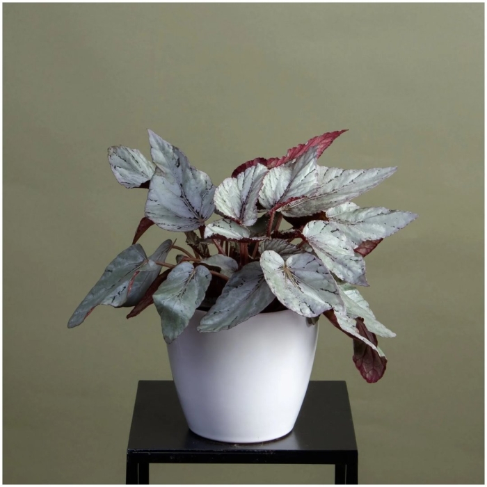 Бегония рекс микс