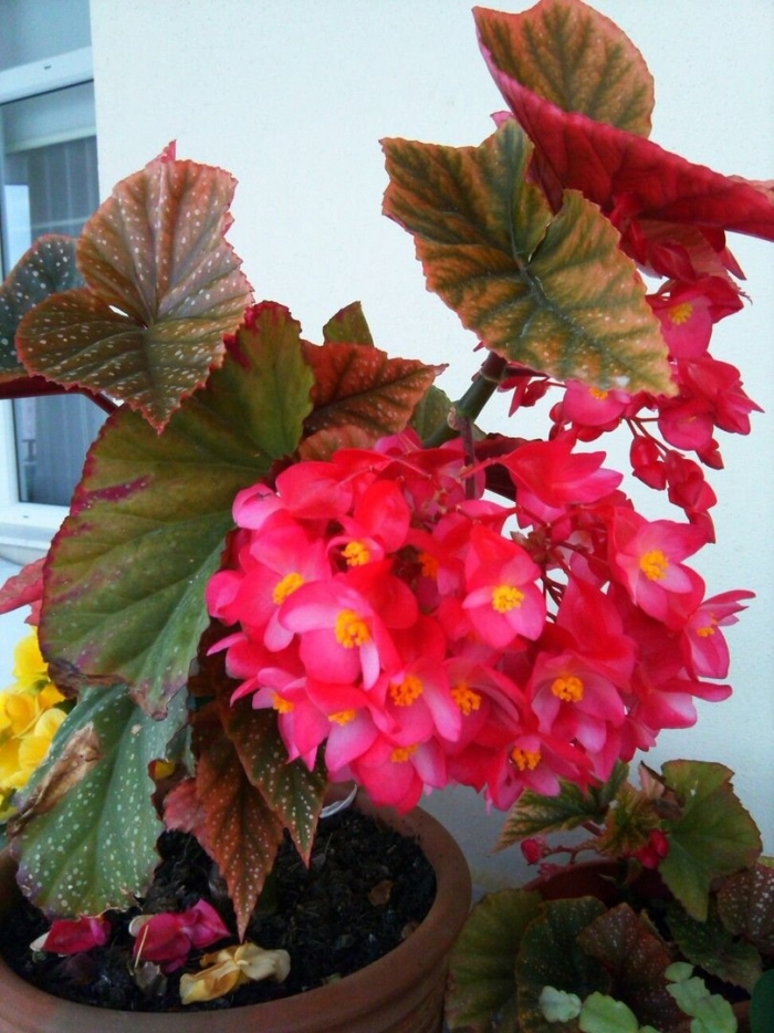 Бегония крапчатая коралловая