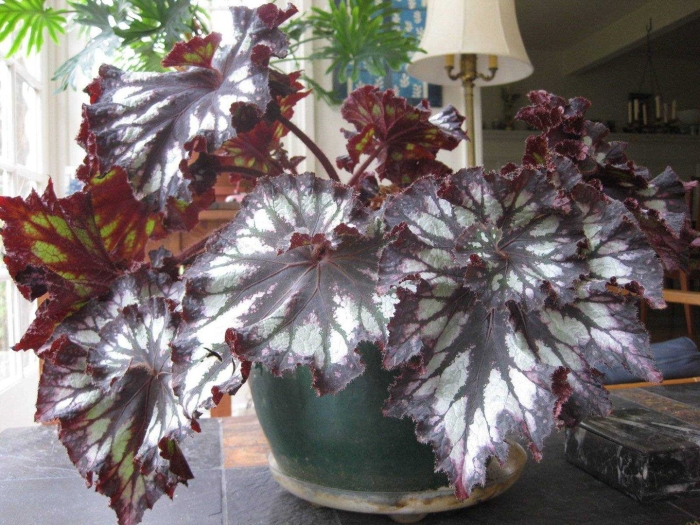 Королевская бегония