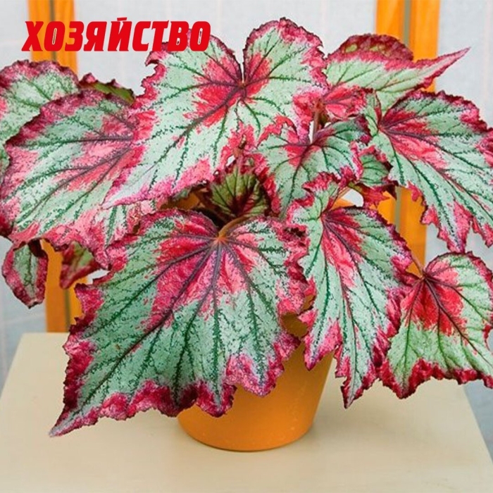 Королевская бегония