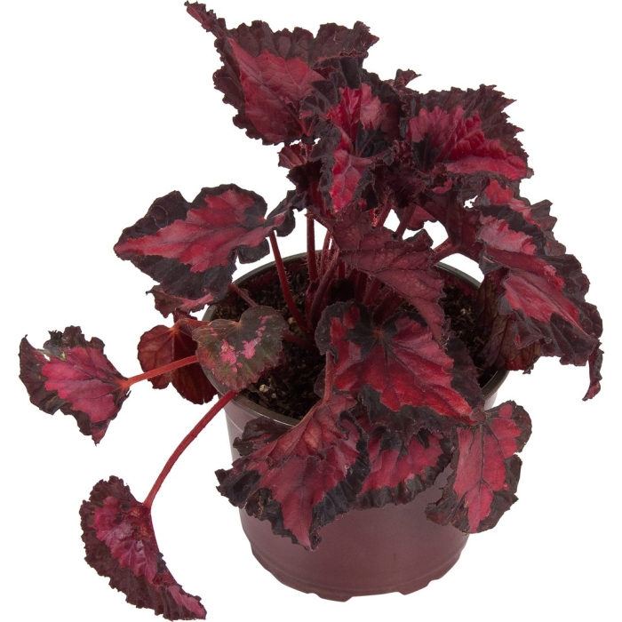 Бегония inca night