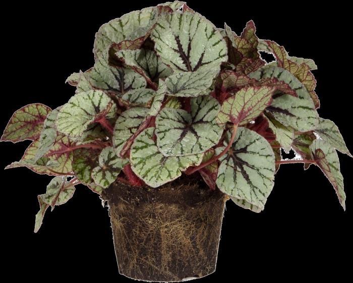 Рекс бегония