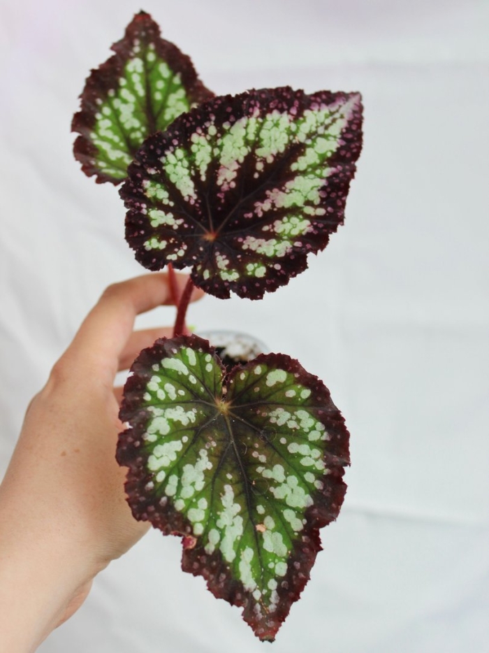 Рекс бегония