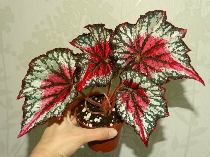 Бегония festive red and green