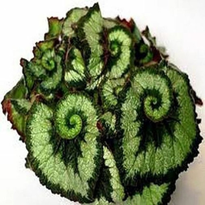 Бегония королевская эскарго