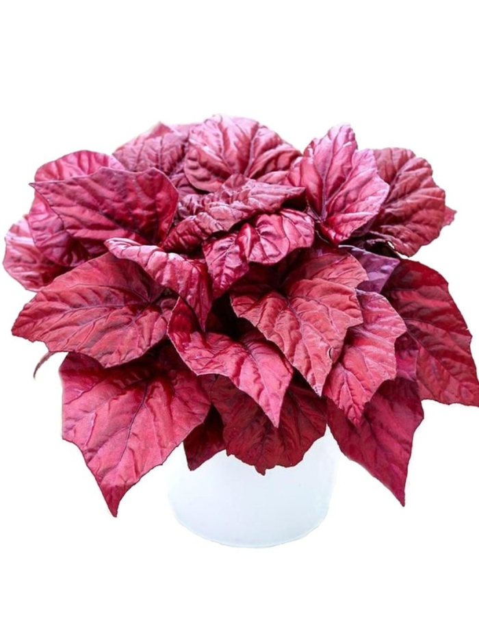 Бегония inca flame