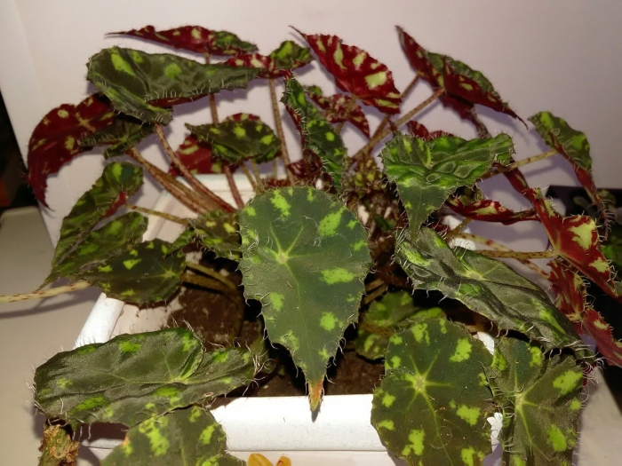 Бегония декоративнолиственная тигровая