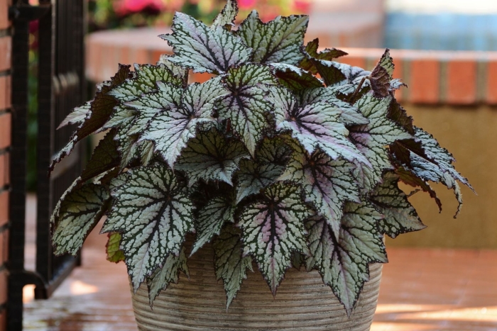 Бегония грифон