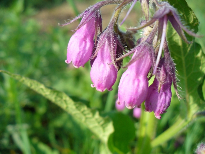 Окопник лекарственный применение