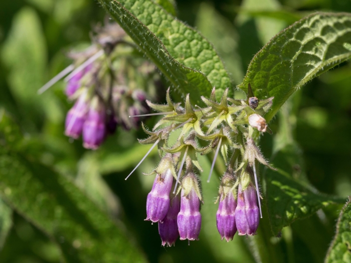 Окопник сорняк