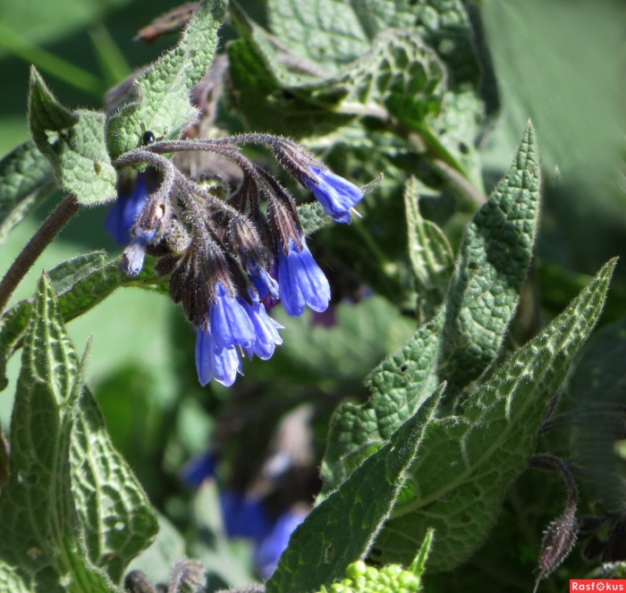 Окопник кавказский symphytum caucasicum