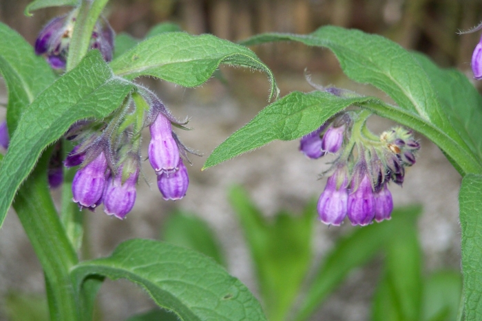 Окопник symphytum