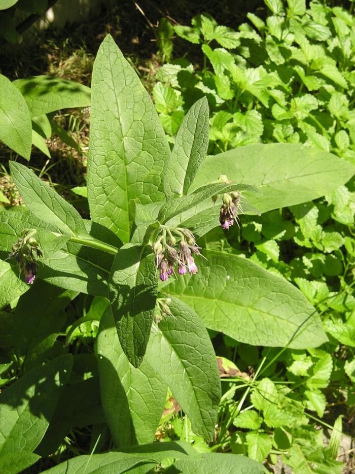 Окопник лекарственный symphytum officinale